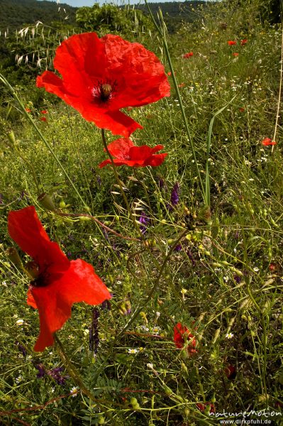 Klatsch-Mohn, Papaver rhoeas, Papaveraceae, inmitten von Sommerwiese, Tal des Solenzara, Korsika, Frankreich