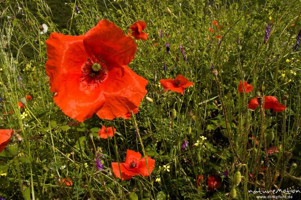 Klatsch-Mohn, Papaver rhoeas, Papaveraceae, inmitten von Sommerwiese, Tal des Solenzara, Korsika, Frankreich