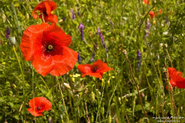 Klatsch-Mohn, Papaver rhoeas, Papaveraceae, inmitten von Sommerwiese, Tal des Solenzara, Korsika, Frankreich