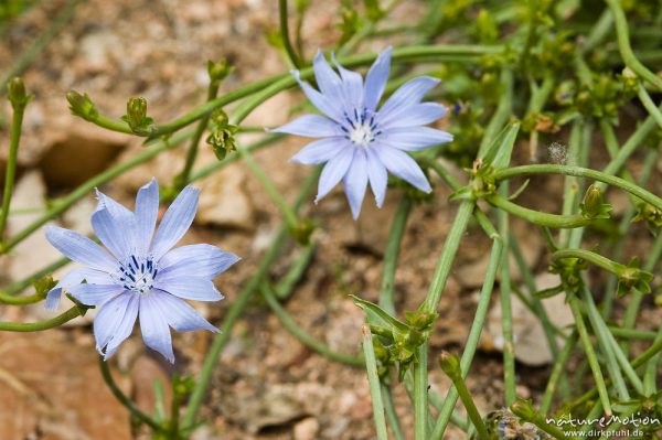 Gemeine Wegwarte, Cichorium intybus, Asteraceae, Blüten und Stengel, Asciaghjiu, Korsika, Frankreich