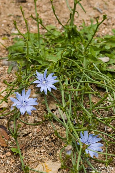 Gemeine Wegwarte, Cichorium intybus, Asteraceae, Blüten und Stengel, Asciaghjiu, Korsika, Frankreich