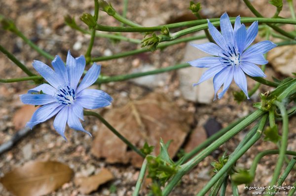 Gemeine Wegwarte, Cichorium intybus, Asteraceae, Blüten und Stengel, Asciaghjiu, Korsika, Frankreich