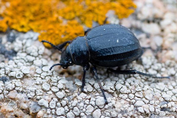 Schwarzkäfer (Familie), Gattung Pimelia , Schwarzkäfer (Tenebrionidae), auf Felsen in der Spritzwasserzone, Bucht von Asciaghjiu, Korsika, Frankreich