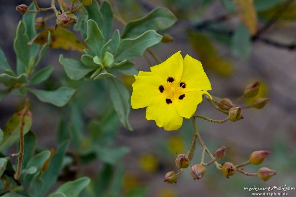 Gelbe Zistrose, Halimium halimifolium, Zistrosengewächse (Cistaceae), Blüte und Zweige, Korsika, Frankreich