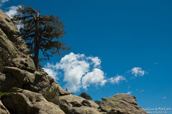 Kiefer zwischen Felsen, Himmel, Bavella, Korsika, Frankreich