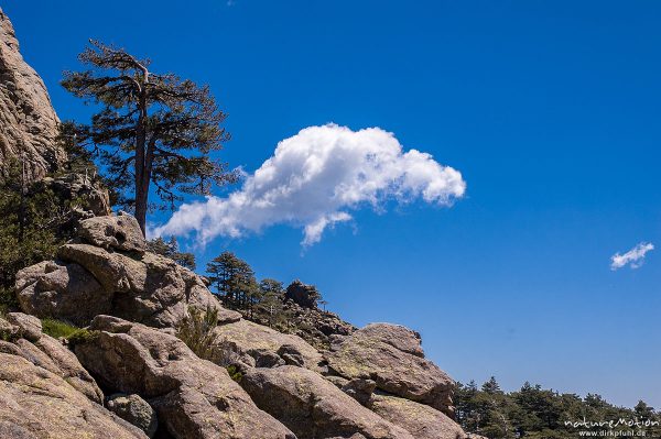 Kiefer zwischen Felsen, Himmel, Bavella, Korsika, Frankreich