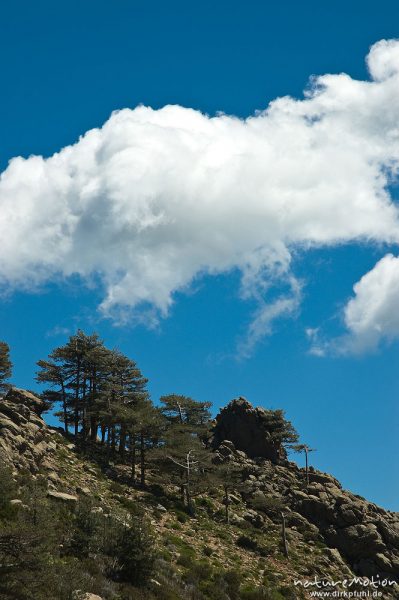 Wolke über Felsen, Kiefern, Bavella, Korsika, Frankreich