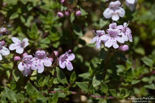 Steinquendel, Acinos spec., Lamiaceae, Blüten und Blätter, Bavella, Korsika, Frankreich