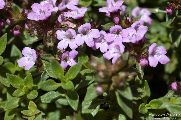 Steinquendel, Acinos spec., Lamiaceae, Blüten und Blätter, Bavella, Korsika, Frankreich