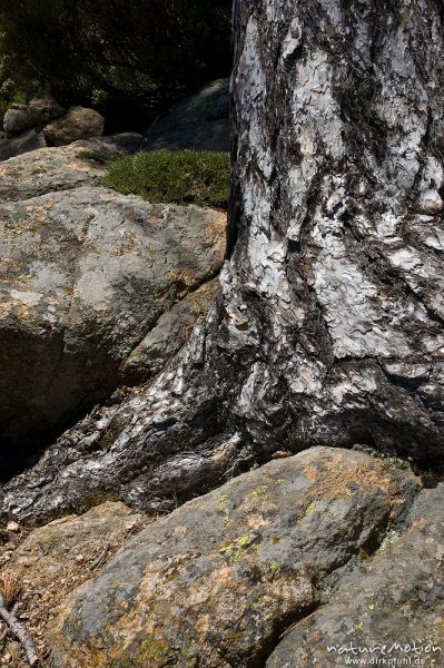 Kiefernstamm und Felsen, Bavella, Korsika, Frankreich