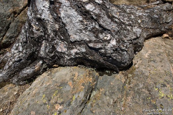 Kiefernstamm und Felsen, Bavella, Korsika, Frankreich