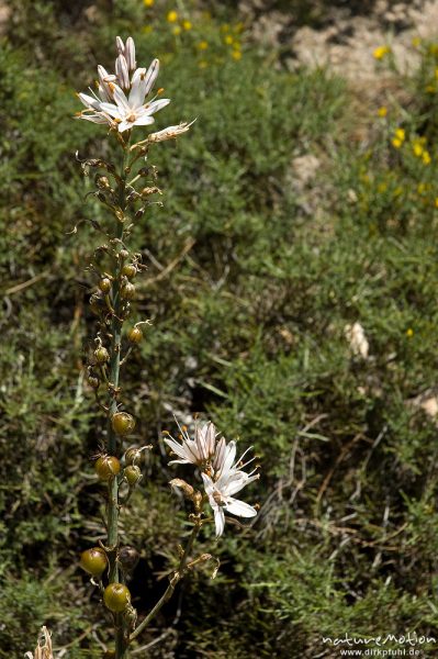 Weißer Affodill, Asphodelus albus, Affodillgewächse (Asphodelaceae), blühende Pflanze, Bavella, Korsika, Frankreich