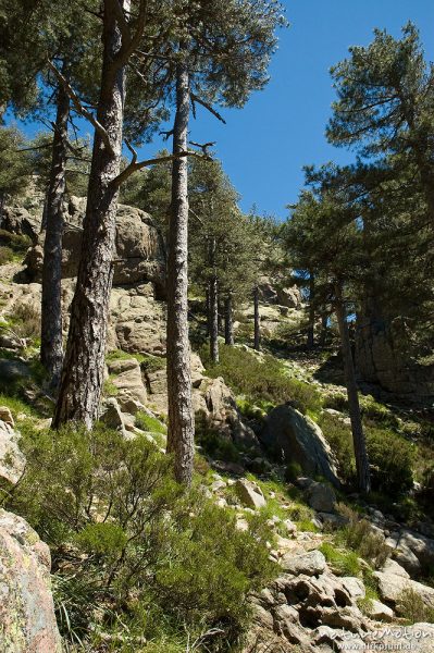 Felslandschaft, Aufstieg zur Bavella, Korsika, Frankreich