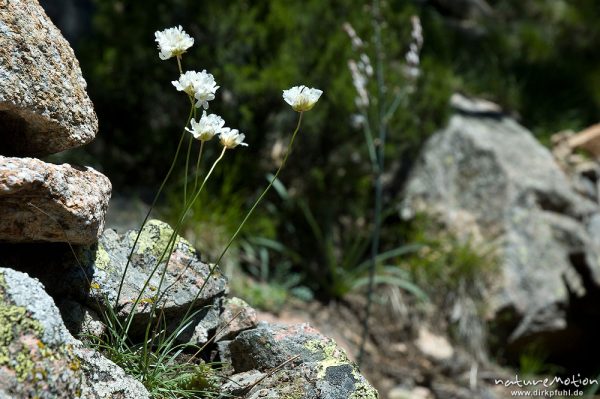 Weisse Grasnelke, Armeria leucocephala, Plumbaginaceae, Endemit, Bavella, Korsika, Frankreich