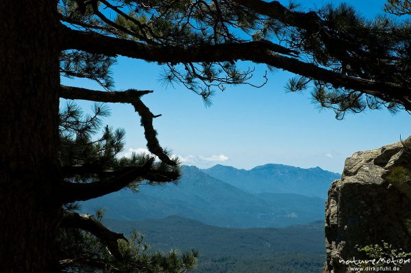 Höhenzüge, Silhouette von Kieferästen, Bavella, Korsika, Frankreich