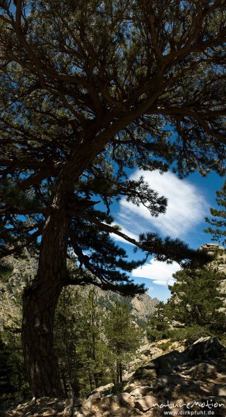 Schwarz-Kiefer, Laricio-Kiefer, Pinus nigra, Pinaceae, Silhouette gegen Himmel, Bavella, Korsika, Frankreich