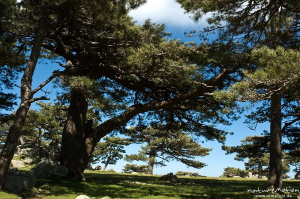 Schwarz-Kiefer, Laricio-Kiefer, Pinus nigra, Pinaceae, Col de Bavella, Korsika, Frankreich