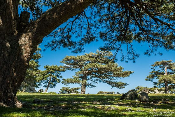 Schwarz-Kiefer, Laricio-Kiefer, Pinus nigra, Pinaceae, Col de Bavella, Korsika, Frankreich