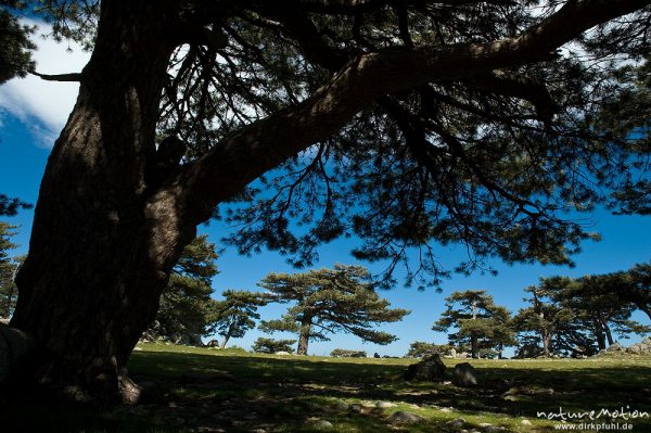 Schwarz-Kiefer, Laricio-Kiefer, Pinus nigra, Pinaceae, Col de Bavella, Korsika, Frankreich