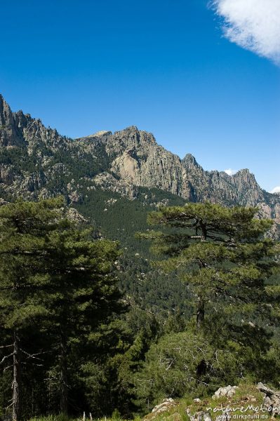 Berglandschaft, Punta U Pargolo, Schwarzkiefern, Col de Bavella, Korsika, Frankreich