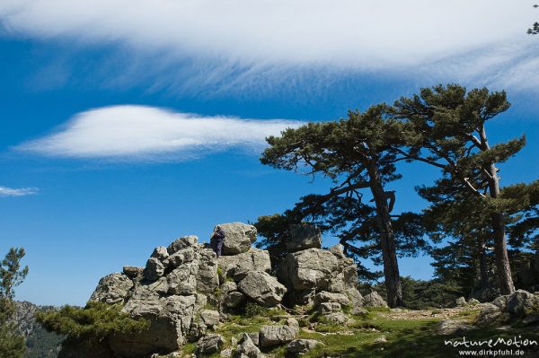 Schwarz-Kiefer, Laricio-Kiefer, Pinus nigra, Pinaceae, Felsen und Himmel, Col de Bavella, Korsika, Frankreich