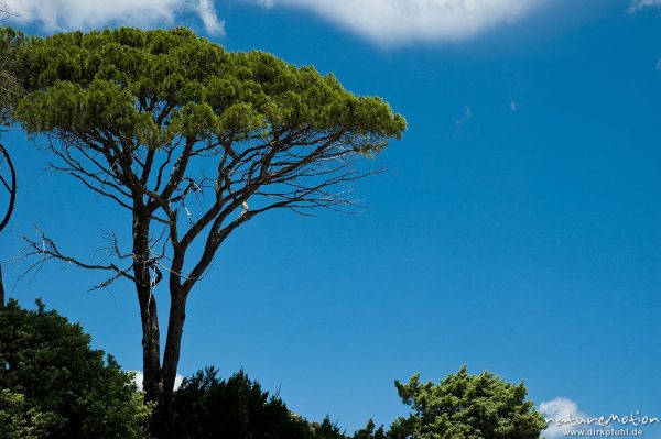 Pinie, Pinus pinea, Pinaceae, Plage de Palombaggia, Korsika, Frankreich
