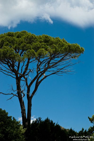 Pinie, Pinus pinea, Pinaceae, Plage de Palombaggia, Korsika, Frankreich