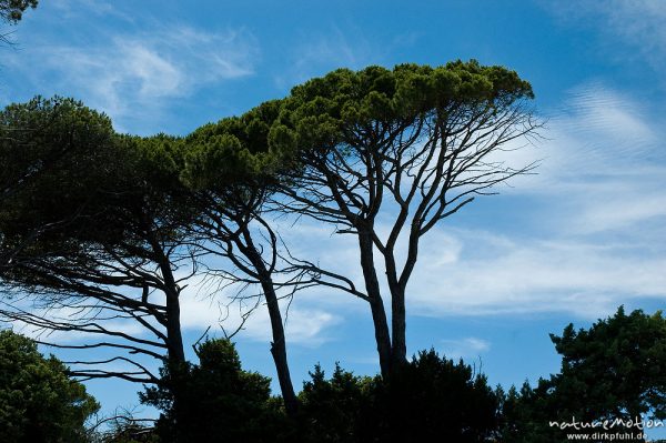 Pinie, Pinus pinea, Pinaceae, Plage de Palombaggia, Korsika, Frankreich