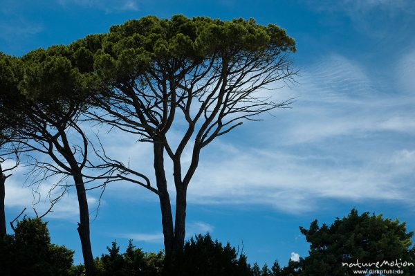 Pinie, Pinus pinea, Pinaceae, Plage de Palombaggia, Korsika, Frankreich