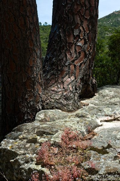 Schwarz-Kiefer, Laricio-Kiefer, Pinus nigra, Pinaceae, Baumstämme und flechtenbedeckte Felsen, Tal des Cavo, Korsika, Frankreich