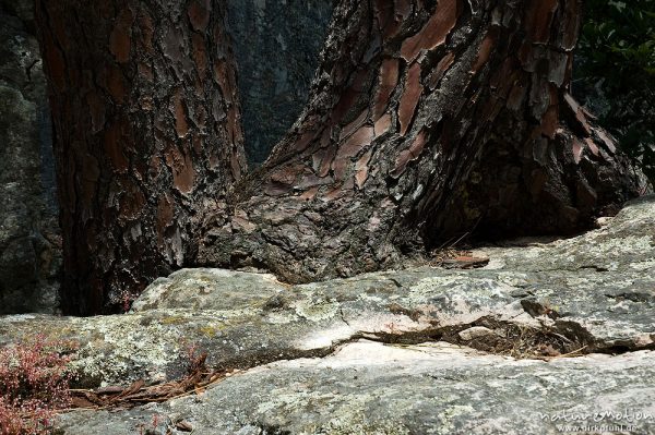 Schwarz-Kiefer, Laricio-Kiefer, Pinus nigra, Pinaceae, Baumstämme und flechtenbedeckte Felsen, Tal des Cavo, Korsika, Frankreich