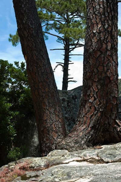 Schwarz-Kiefer, Laricio-Kiefer, Pinus nigra, Pinaceae, Baumstämme und flechtenbedeckte Felsen, Tal des Cavo, Korsika, Frankreich