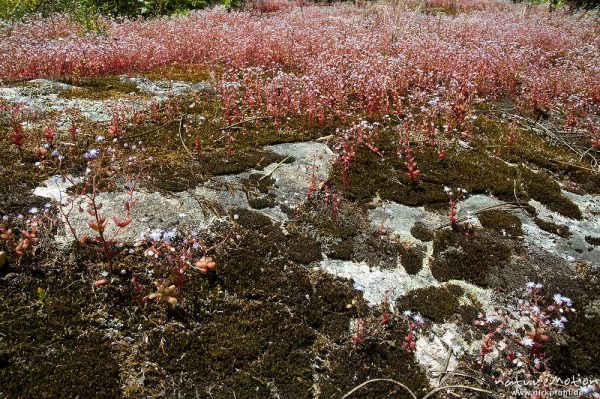 Blauer Mauerpfeffer, Sedum caeruleum, Crassulaceae, dichter Bewuchs auf Felsen, Moose, Tal des Cavo, Korsika, Frankreich