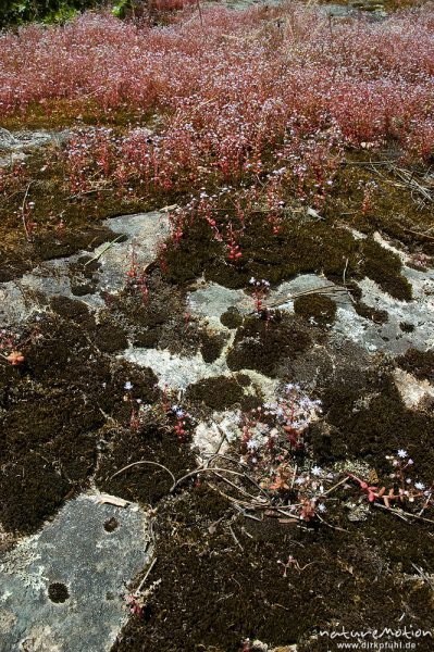 Blauer Mauerpfeffer, Sedum caeruleum, Crassulaceae, dichter Bewuchs auf Felsen, Moose, Tal des Cavo, Korsika, Frankreich