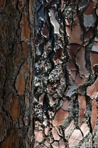 Schwarz-Kiefer, Laricio-Kiefer, Pinus nigra, Pinaceae, Borke, Tal des Cavo, Korsika, Frankreich