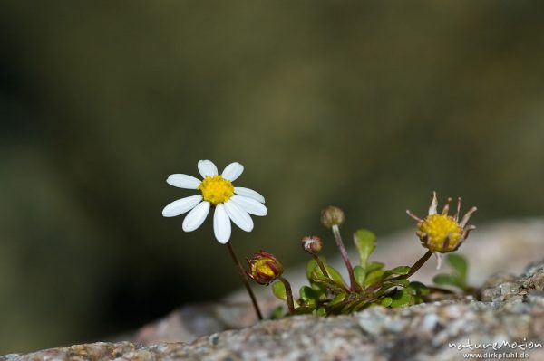 Echtes Zwerggänseblümchen, Spatelgänseblümchen, Bellium bellidioides, Korbblütler (Asteraceae), auf Felsen am Bachufer, Tal des Cavo, Korsika, Frankreich