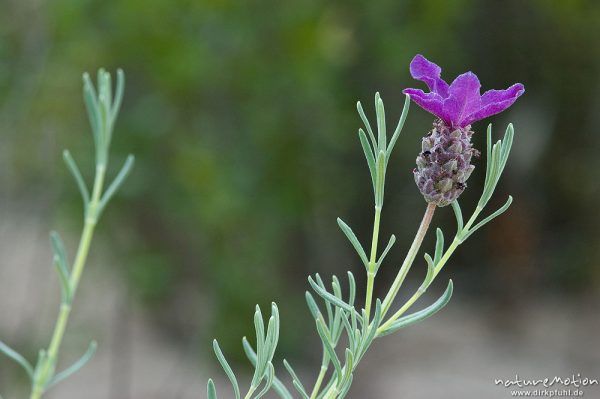 Schopf-Lavendel, Lavandula stoechas, Lamiaceae, Blütenstand, Stengel und Blätter, Tal des Cavo, Korsika, Frankreich