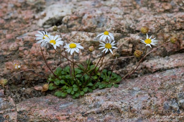 Echtes Zwerggänseblümchen, Spatelgänseblümchen, Bellium bellidioides, Korbblütler (Asteraceae), auf Felsen am Bachufer, Tal des Cavo, Korsika, Frankreich