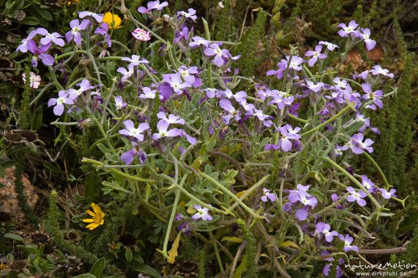 Dreihörnige Levkoje, Matthiola tricuspidata, Kreuzblütengewächse (Brassicaceae), Küstengarigue, Capo Pertusato, Korsika, Frankreich