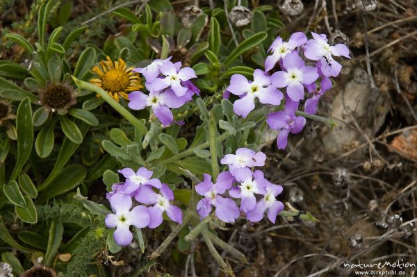 Dreihörnige Levkoje, Matthiola tricuspidata, Kreuzblütengewächse (Brassicaceae), Küstengarigue, Capo Pertusato, Korsika, Frankreich