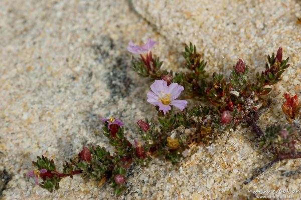 Seeheide, Frankenia pulverulenta, Frankeniaceae, auf Felsen am Meer, Capo Pertusato, Korsika, Frankreich