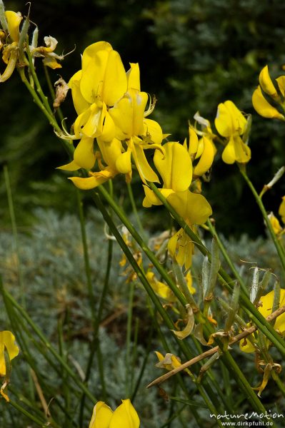 Pfriemenginster, Spanischer Ginster, Spartium junceum, Schmetterlingsblütler (Fabaceae), blühende Pflanzen, Capo Pertusato, Korsika, Frankreich