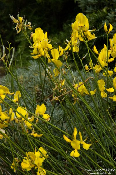 Pfriemenginster, Spanischer Ginster, Spartium junceum, Schmetterlingsblütler (Fabaceae), blühende Pflanzen, Capo Pertusato, Korsika, Frankreich