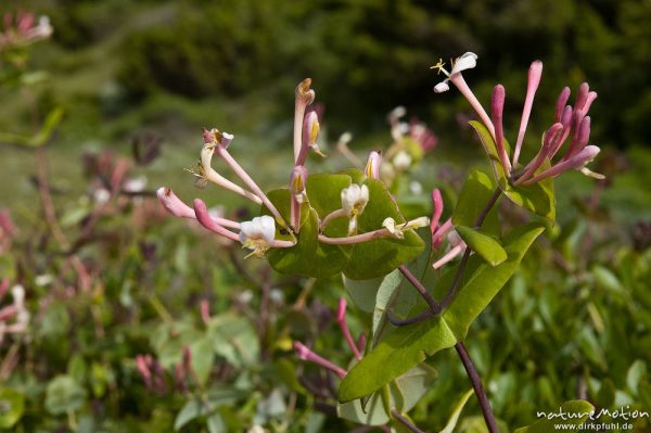 Windendes Geißblatt, Lonicera implexa, Geißblattgewächse (Caprifoliaceae), Blütenstände, Capo Pertusato, Korsika, Frankreich