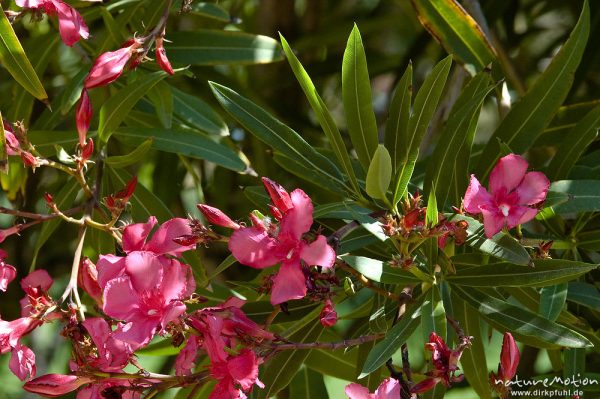 Oleander, Nerium oleander, Hundsgiftgewächse (Apocynaceae), Blüten und Blätter, Campingplatz Asciaghjiu, Korsika, Frankreich