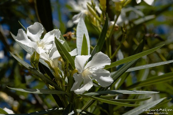 Oleander, Nerium oleander, Hundsgiftgewächse (Apocynaceae), weiß blühend, Blüten und Blätter, Campingplatz Asciaghjiu, Korsika, Frankreich