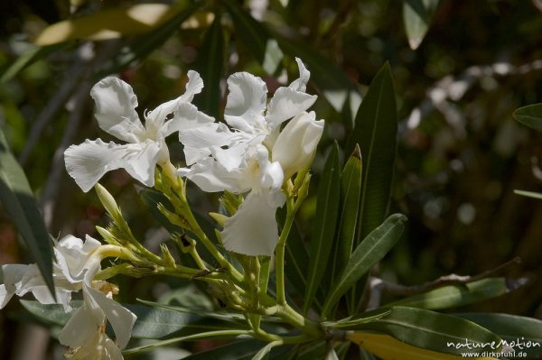 Oleander, Nerium oleander, Hundsgiftgewächse (Apocynaceae), weiß blühend, Blüten und Blätter, Campingplatz Asciaghjiu, Korsika, Frankreich