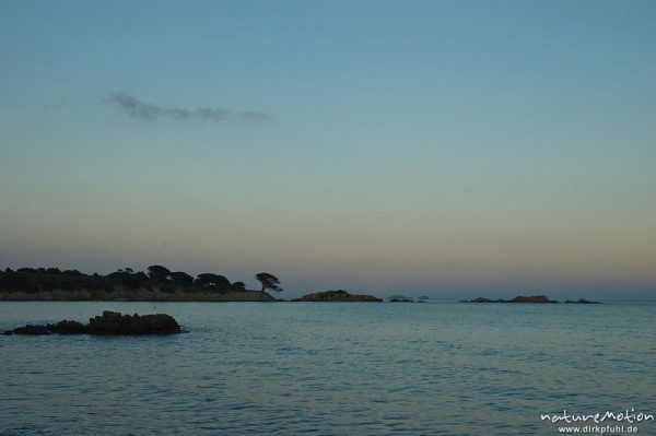 Felsen und Pinie im Abendlicht, Bucht von Asciaghjiu, Korsika, Frankreich