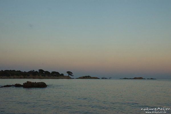 Felsen und Pinie im Abendlicht, Bucht von Asciaghjiu, Korsika, Frankreich