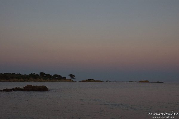 Felsen und Pinie im Abendlicht, Bucht von Asciaghjiu, Korsika, Frankreich